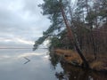 Rekyva forest and lake during cloudy autumn day