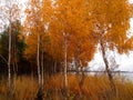 Rekyva forest and lake during cloudy autumn day