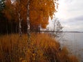 Rekyva forest and lake during cloudy autumn day