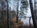 Rekyva forest and lake during cloudy autumn day