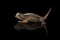 Related to Giant horned lizard isolated on black background