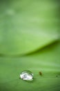 Relation between little insect and water drop on lotus leaf Royalty Free Stock Photo