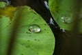 Relation between little insect and water drop on lotus leaf Royalty Free Stock Photo