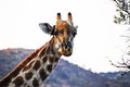 The relationship between bird and giraffe Royalty Free Stock Photo