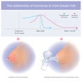 The relationship of hormones to mom breast milk