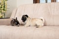 The relationship between a pug and a rabbit, friendship and love of pets. Royalty Free Stock Photo