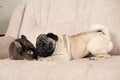 The relationship between a pug and a rabbit, friendship and love of pets. Royalty Free Stock Photo