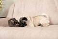 The relationship between a pug and a rabbit, friendship and love of pets. Royalty Free Stock Photo