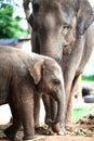 Relationship Thai Elephant calf and mom.