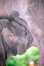 Relationship Thai Elephant calf and mom.