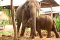 Relationship Thai Elephant calf and mom.