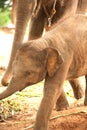 Relationship Thai Elephant calf and mom.
