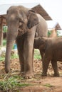 Relationship Thai Elephant calf and mom.