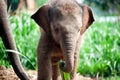 Relationship Thai Elephant calf and mom.