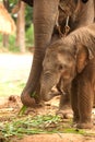 Relationship Thai Elephant calf and mom.