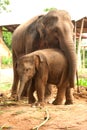 Relationship Thai Elephant calf and mom.