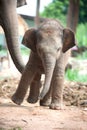 Relationship Thai Elephant calf and mom.