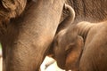 Relationship Thai Elephant calf and mom.