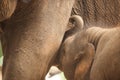 Relationship Thai Elephant calf and mom.