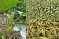 A relative of mallow - okra, okra, ladies fingers, vegetables on the bush and on the table