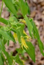 A Vertical View of a Large-Flowered Bellwort Ã¢â¬â Uvularia grandflora