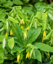 Colony of Large-flowering Bellworts - Uvularia grandflora