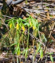 Colony of Flowered Bellwort`s, Uvularia grandflora