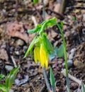 Flowered Bellwort`s Wildflower, Uvularia grandflora