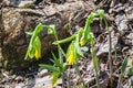 Flowered Bellwort Wildflowers, Uvularia grandflora