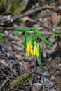 Flowered Bellwort Wildflower, Uvularia grandflora