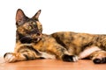 A relax adult tabby cat laying down on the ground floor. cat is