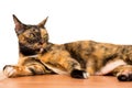 A relax adult tabby cat laying down on the ground floor. cat is