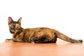 A relax adult tabby cat laying down on the ground floor. cat is