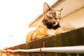 A relax adult tabby cat laying down on the wall. cat is cute and