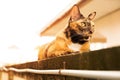 A relax adult tabby cat laying down on the wall. cat is cute and