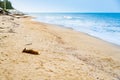 Relax Stray Dog Sleeping on the Beach in Thailand. Royalty Free Stock Photo