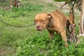 relax american pitbull and bandog stand and pee pee on banana tree