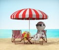 Relax on the beach Royalty Free Stock Photo