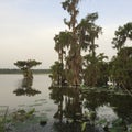 Relax at Lake Martin, Louisiana Amongst Beautiful Cypress Trees Royalty Free Stock Photo