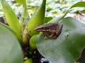 relax with the little frog family in the pond