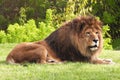 Resting lion on the green grass