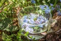 Relax tea with an officinal grass of forget-me-not in a transparent cup on a wooden stub, in the moss-grown summer sunny day