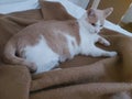 Relax time of cat on the bed blanket Royalty Free Stock Photo