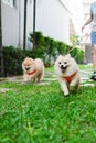 pet owner walks and runs with two small dog breed or pomeranian