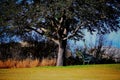 Relax under a Big Beautiful Tree