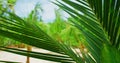 Relax view of tropical palm leaves sway wind on white sandy beach with green forest blurred background. Exotic balinese Royalty Free Stock Photo