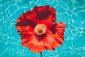 Relaxation beauty flower red hibiscus tropical plant pool water nature petal summer Royalty Free Stock Photo