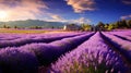 relaxation lavender farm