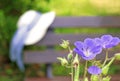 Tranquil scene in a park