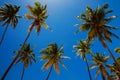 Relaxation under coconut palms in tropics Royalty Free Stock Photo